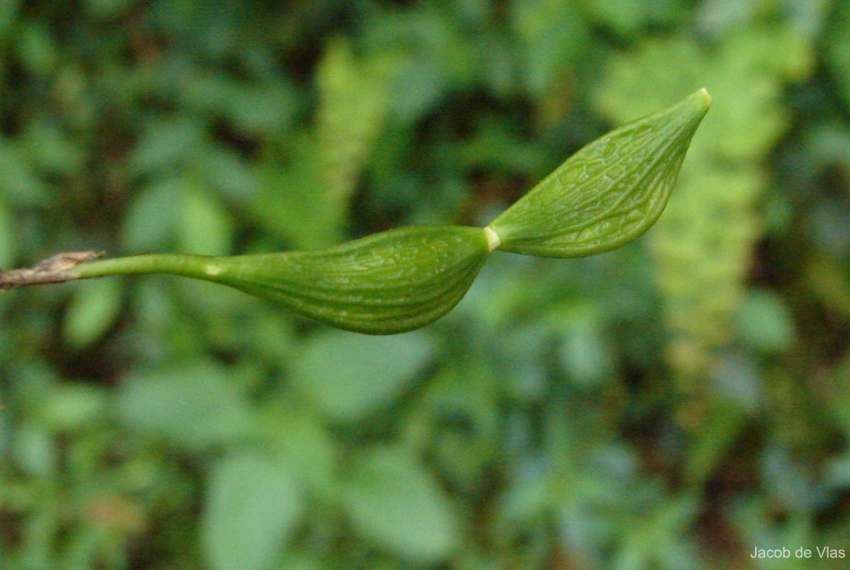 Ormocarpum sennoides (Willd.) DC.